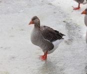 2015 02 07 RedWing 008